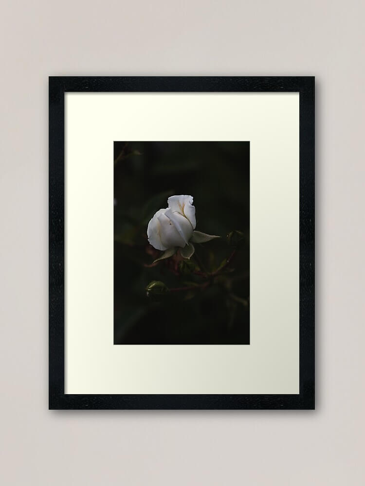 dark closed white rose framed art print